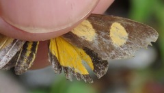 Phaeochlaena amazonica