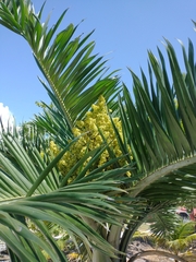 Pseudophoenix sargentii