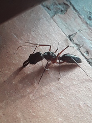 Odontomachus chelifer