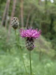 Centaurea scabiosa scabiosa