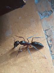 Odontomachus chelifer