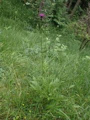 Centaurea scabiosa scabiosa