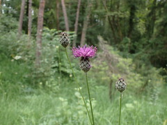 Centaurea scabiosa scabiosa