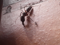 Odontomachus chelifer