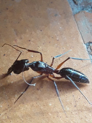 Odontomachus chelifer