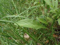 Centaurea scabiosa scabiosa