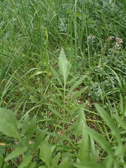 Centaurea scabiosa scabiosa