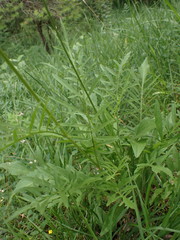 Centaurea scabiosa scabiosa