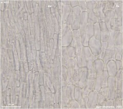 Hymenoscyphus albidus