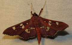 Phostria temira