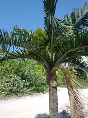 Pseudophoenix sargentii