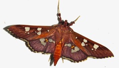 Phostria temira