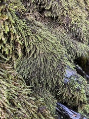 Platylomella lescurii