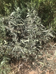 Ambrosia grayi