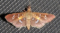 Phostria varialis