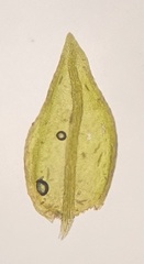 Platylomella lescurii