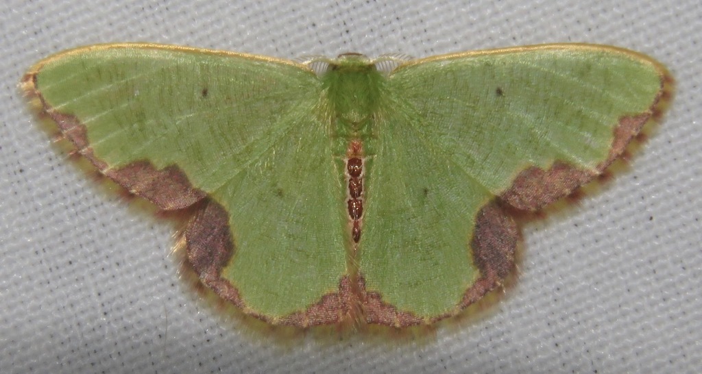 Synchlora magnaria