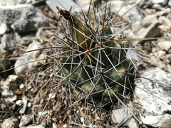 Coryphantha glanduligera