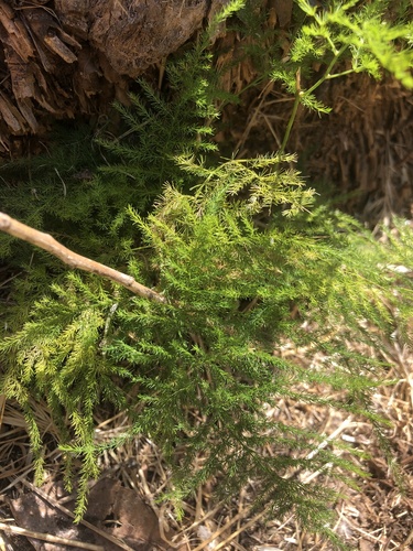 photo of Common Asparagus Fern (Asparagus setaceus)