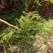 photo of Common Asparagus Fern (Asparagus setaceus)