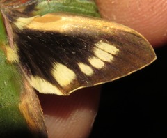Xylophanes chiron