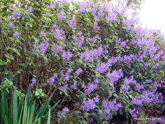 Plectranthus elegans