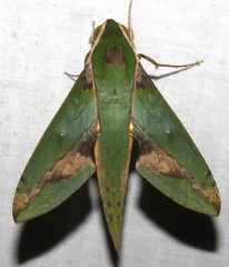 Xylophanes chiron