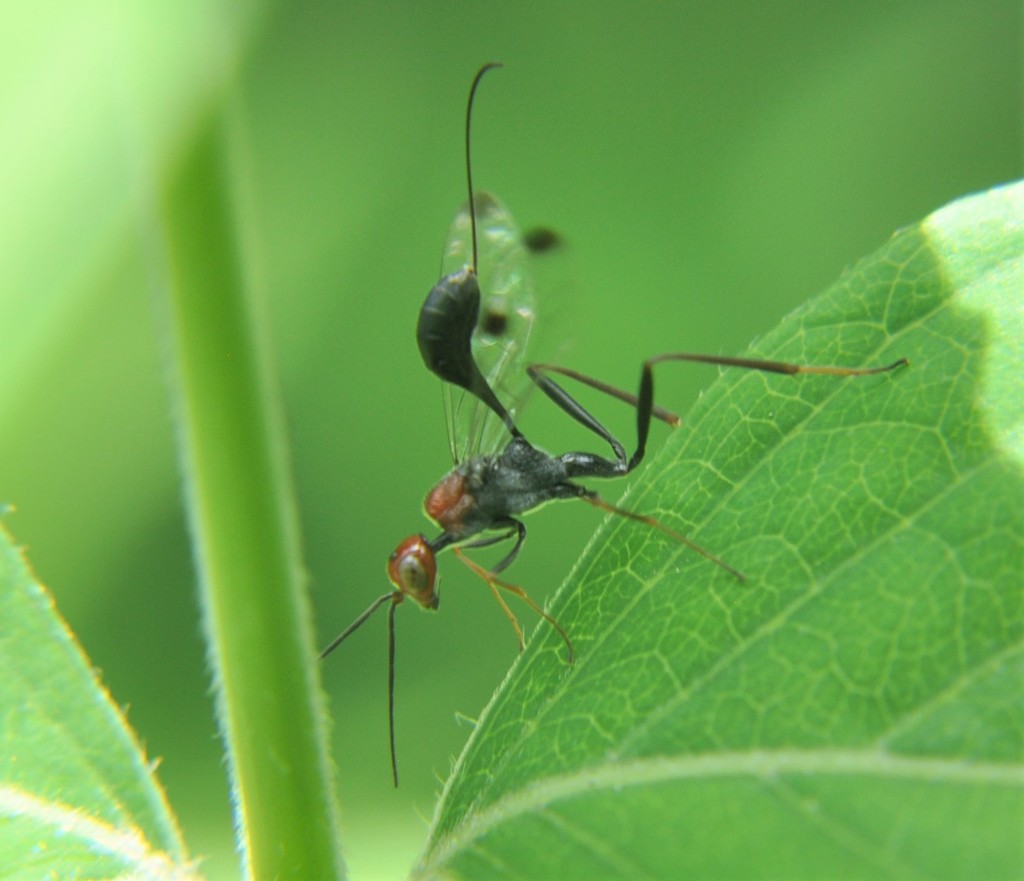 Pristaulacus mexiuni
