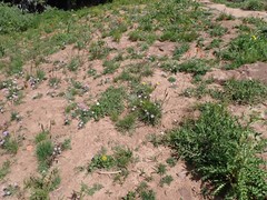 Erigeron ursinus