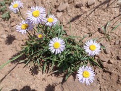 Erigeron ursinus