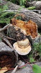 Fomitopsis schrenkii