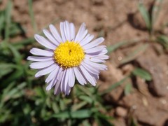 Erigeron ursinus
