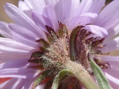 Erigeron ursinus