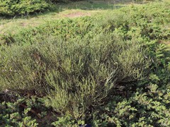 Juniperus communis saxatilis