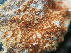 Caloplaca eugyra image