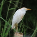 Western Cattle Egret - Photo (c) Alejo Williams, some rights reserved (CC BY-NC), uploaded by Alejo Williams
