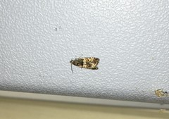 Lobesia abscisana