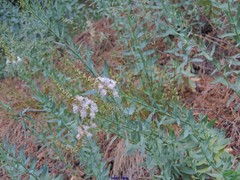 Linaria nivea