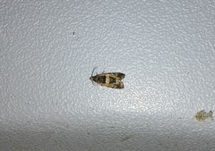 Lobesia abscisana