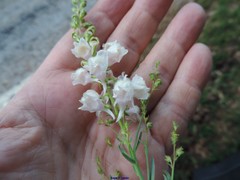 Linaria nivea