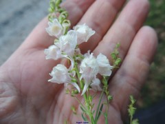 Linaria nivea