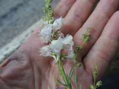 Linaria nivea