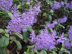 Plectranthus elegans
