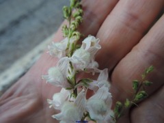 Linaria nivea