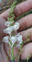 Linaria nivea