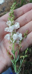 Linaria nivea