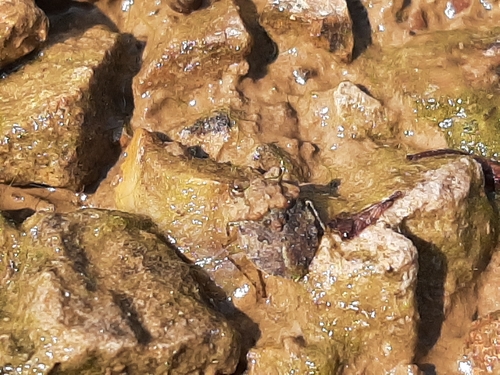Photo of Big-eyed Toad Bug (Gelastocoris oculatus)