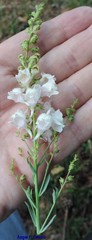 Linaria nivea