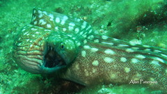 Gymnothorax prionodon