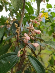 Miconia dodecandra